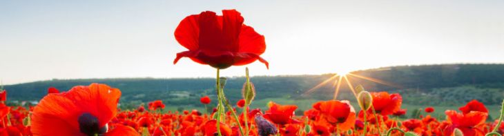 Cultivating an entrepreneurial&nbsp;culture